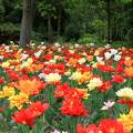 tulipánok a Vácrátóti arborétumban