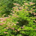 Kámoni Arb. Szombathely Rhododendron