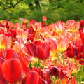 Tavasz színei tulipánnak öltöztek