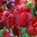 Piros tulipán a vácrátóti arborétumban, Magyarország