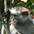 Zanzibar - Josani erdö - Vörös colobus majom