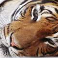 tigris fotó: Kupcsik Sarolta