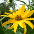 sárga virág,nyár,csicsóka virága