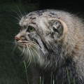 Manul,a Budapesti Állatkert új  lakója( Pallas macska)