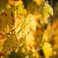 Sárga őszi szőlő levelek