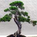 Feketefenyő bonsai