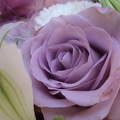 rozsa, lila