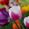 Tulipán színkavalkád