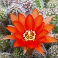 Kaktusz virágzás