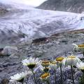 Gleccser virág
