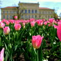 Szeged tavasszal, az egyetemmel a háttérben