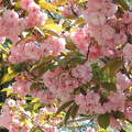 Japán cseresznyevirág