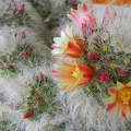 Kaktusz virágai