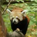 Kínai vörös panda. Szegedi vadaspark.