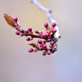 A tavasz első jele (tavasz, rügy, virágzás, cseresznyefa)