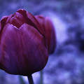 Tulipán (tavasz, virág, absztrakt)