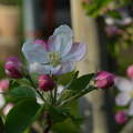 almafa virága