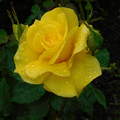 sárga rózsa eső esőcsepp