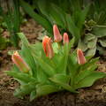 Korai tulipánok