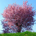 tavasz, virágzó fa, magyarország