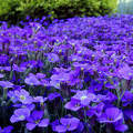 kék virágtenger, nyár, magyarország