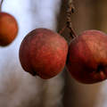 almák gyümölcsök faág ősz
