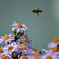 méh virág
