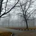 tél, fák, köd, magyarország