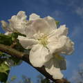 almafa virág