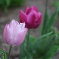 tavaszi tulipán