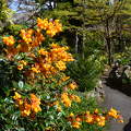 Irish National . Japanese Gardens,