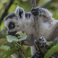 Lemur, Veszprémi Állatkert