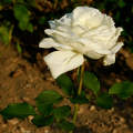rózsa, kerti virág, magyarország