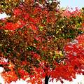 fák ősz színek
