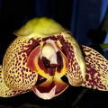 nyíló orchidea