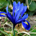 Iris reticulata Harmony, tavasz, magyarország