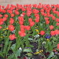 Pécsi tulipánok
