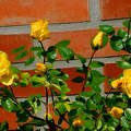 sárga rózsa, kerti virág, magyarország