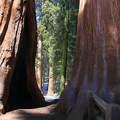 Sequoia NP, California, USA (mamutfenyők)