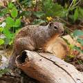 Squirrel - amerikai mókus (Zion NP)