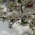 Gyümölcsfa virág tavasz