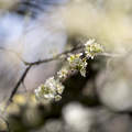 Primavera, Fiore di Prunus