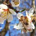 Mandulavirágzás szorgos méhekkel