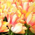 spring, tulip, tavasz, tulipán, pasztell, Isztambul, Istanbul, Emirgan, magic
