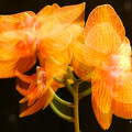 FineArt Orchideám