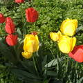 Tulipán. Fotó Csonki