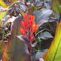 Trópusi virág. Fotó Csonki