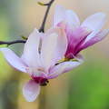 Magnólia, tavasz, virágzó fa, liliomfa