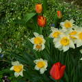 Tavaszi csokor, tulipán és nárcisz