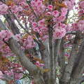 japán cseresznye